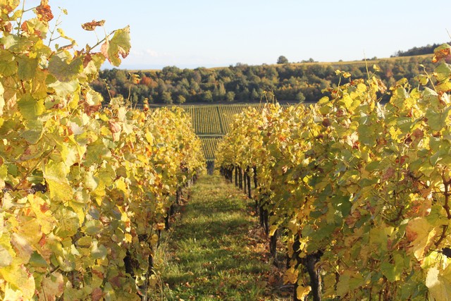 Vignoble de Dorlisheim  l'automne,  15 minutes du Gite en Alsace